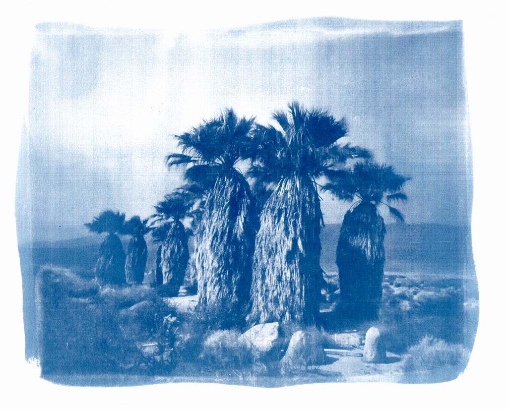 cyanotype blue toned photograph of a grove of palm trees