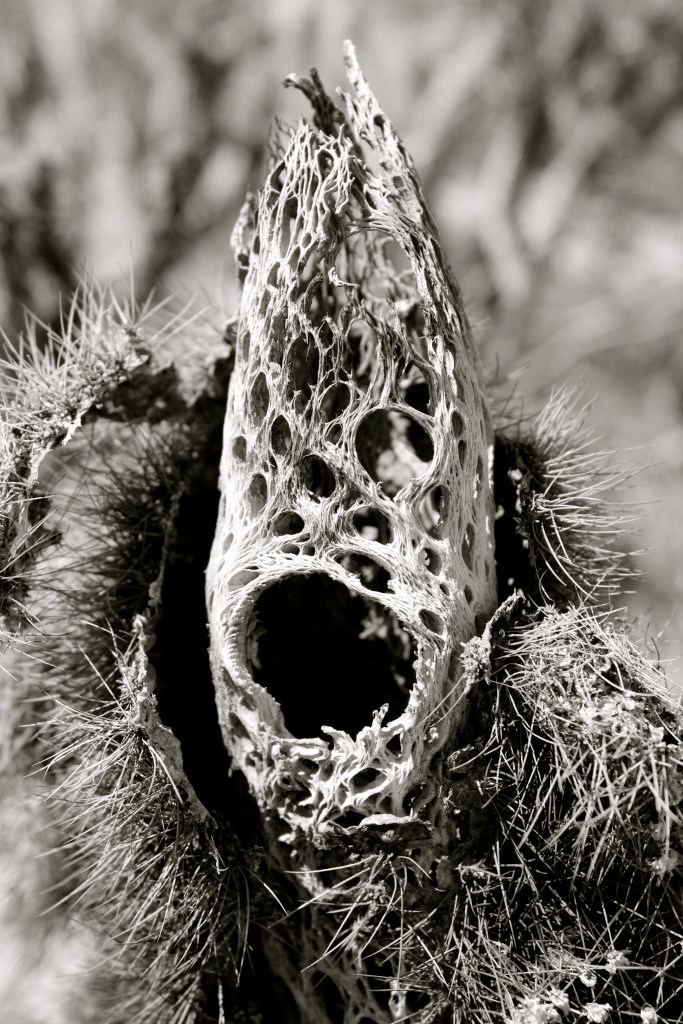 black and white photograph of a dried cactus plant