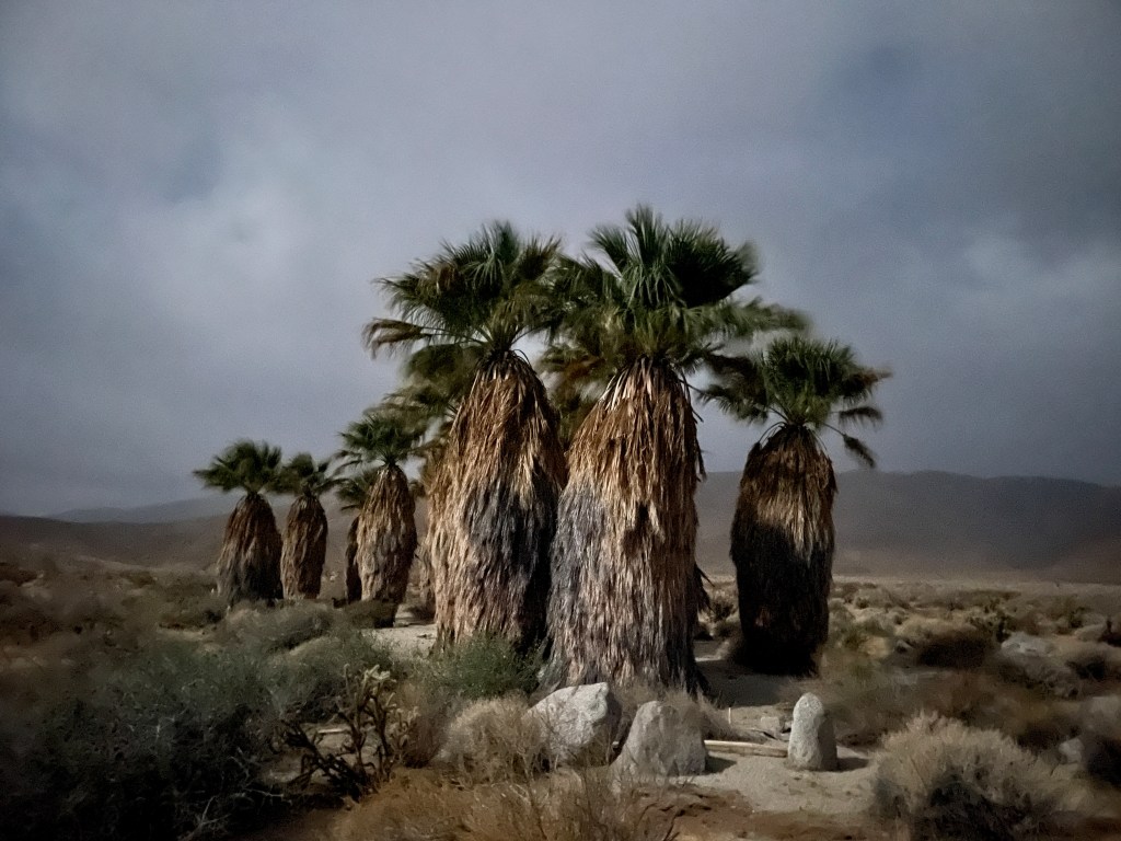 a cluster of palm trees with a dark cloudy sky